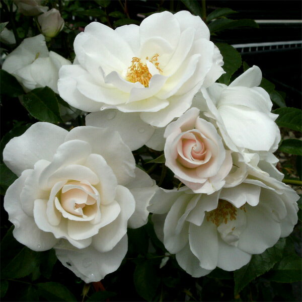 バラの苗/[送料無料][26年4月上旬予約]四季咲中輪バラ：アイスバーグ新苗