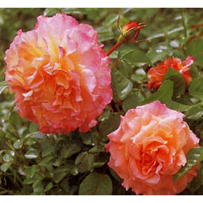 バラの苗/[送料無料][26年4月上旬予約]ハイブリッドティー：アウグスタルイーゼ新苗