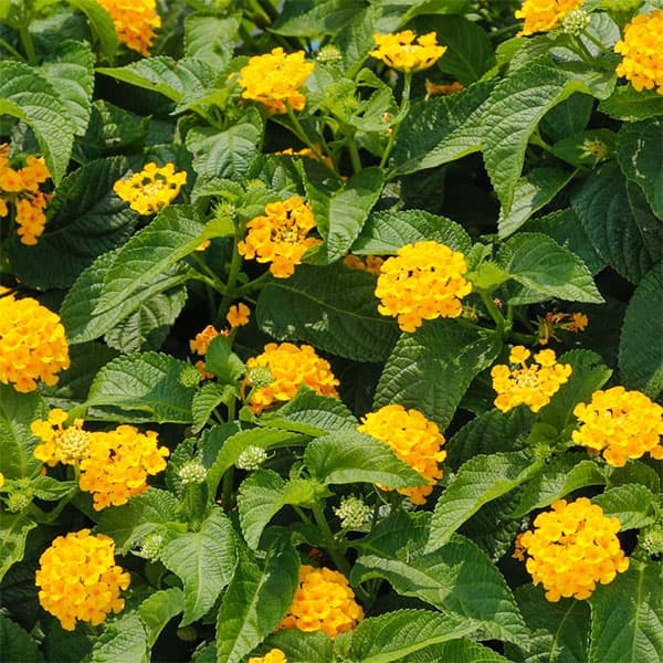 草花の苗/[26年4月下旬予約]ランタナ：ランタナンテ コンパクトイエロー3.5号ポット