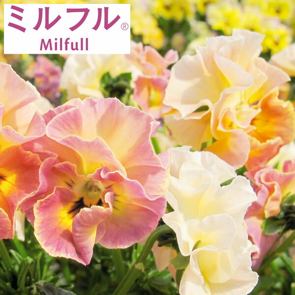 草花の苗/[25年11月中下旬予約]ビオラ：ミルフル アンティークミックス3.5号ポットのサムネイル