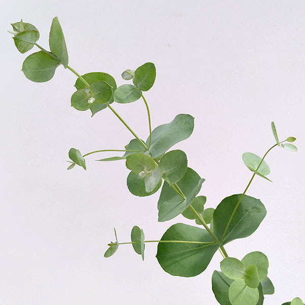 花木 庭木の苗/[26年3月中下旬予約]ユーカリ：アップルボックス（アップルユーカリ・ブリッジシアナ）3..