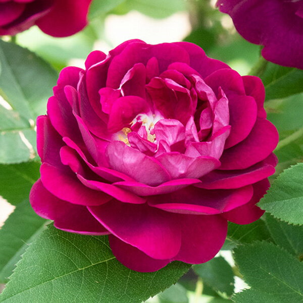 バラの苗/[25年11月中下旬予約...