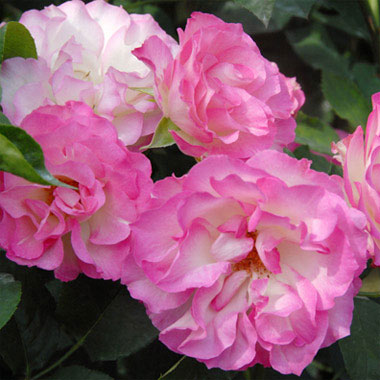 バラの苗/[送料無料][26年4月上旬予約]四季咲中輪バラ：ストロベリーアイス新苗