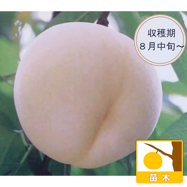 果樹の苗/[26年10月中下旬予約...