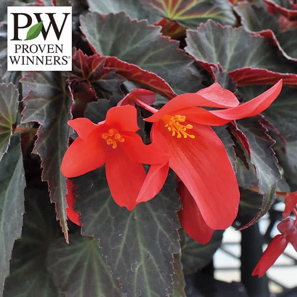 草花の苗/[26年4月下旬予約]ベゴニア：サマーウィング ダークエレガンス3号ポット