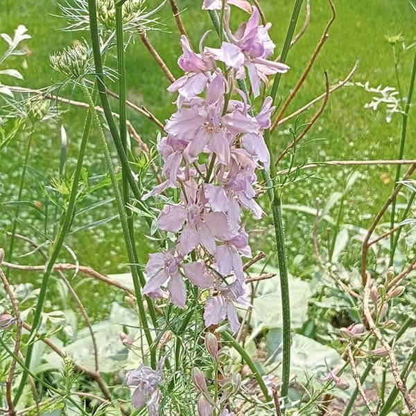 草花の苗/[24年3月中下旬予約]チドリソウ（千鳥草・ラークスパー）：アールグレイ2.5－3号ポットのサムネイル