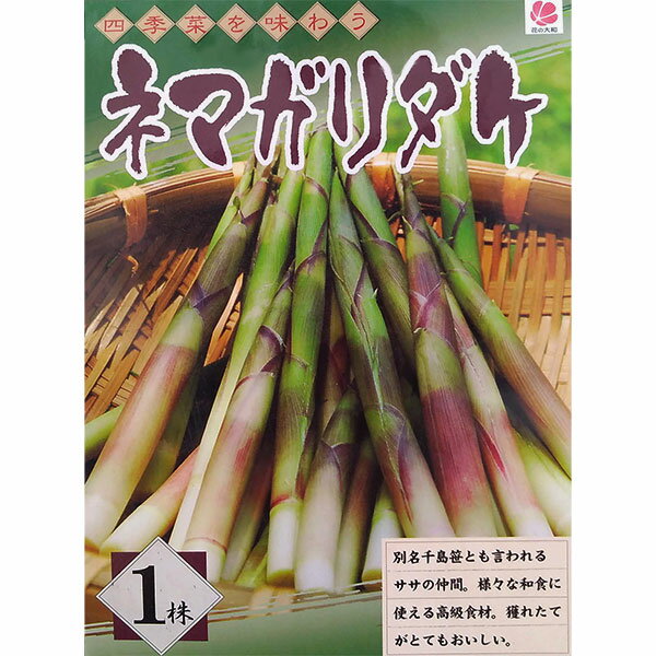 野菜の苗/[26年3月中下旬予約]ネマガリダケ裸苗1株袋詰め