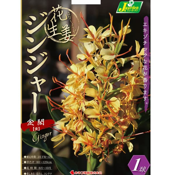 球根/[26年3月中下旬予約]ジンジャー：金閣（黄花）1球入り
