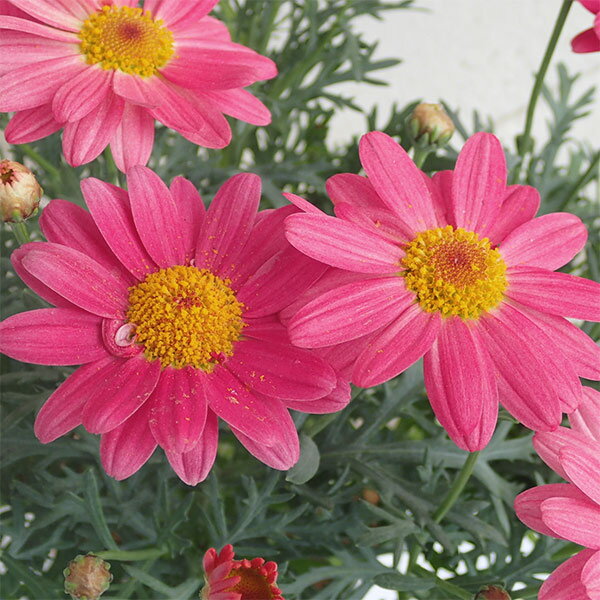 [26年1月中下旬予約]マーガレット：シンプリーコーラル4号鉢植え