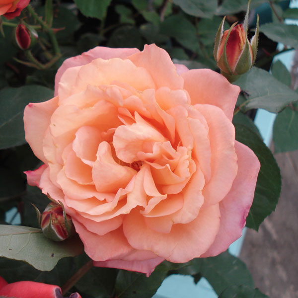 バラの苗/[送料無料][26年4月上旬予約]四季咲中輪バラ：スブニールドゥアンネフランク（アンネの思い出）新苗