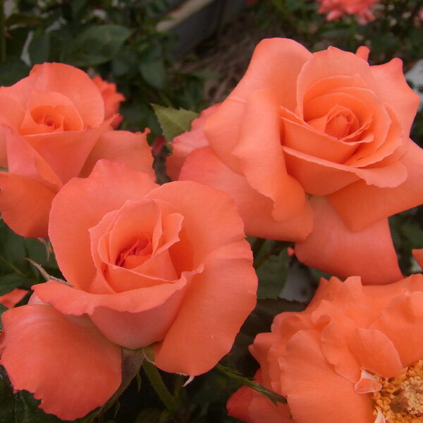 バラの苗/[送料無料][26年4月上旬予約]ハイブリッドティー：ニューアベマリア新苗