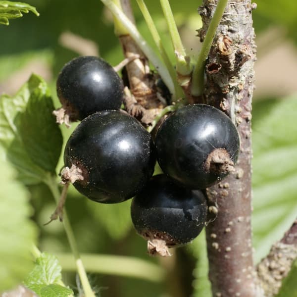 果樹の苗/[25年11月中下旬予約...