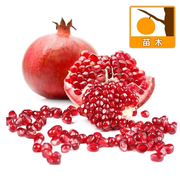 果樹の苗/[25年12月上中旬予約]ザクロ：中華石榴王（チュウカザクロオウ）4号ポット