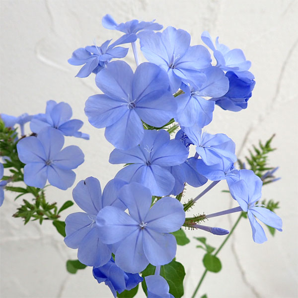 [26年4月下旬予約]プルンバーゴ（ルリマツリ）：ブルー ボサ仕立て 5号鉢植え