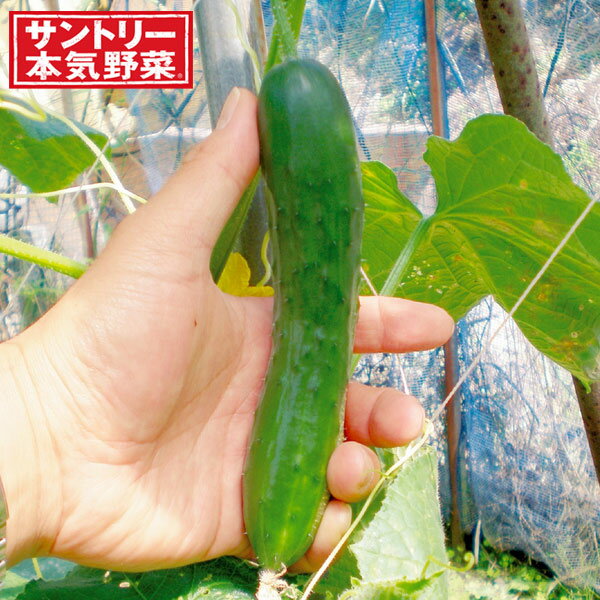 野菜の苗/[26年4月下旬予約]キュウリ：スティックミニ 自根苗3号ポット