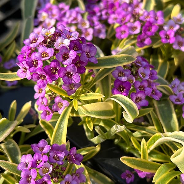 草花の苗/[25年10月中下旬予約]アリッサム（斑入り）：ハッピーポンポン3-3.5号ポットのサムネイル