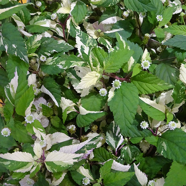 草花の苗/[26年3月中下旬予約]リッピア フリップフロップ 2.5号ポット