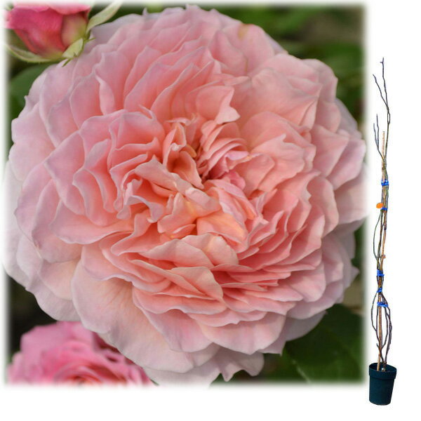 バラの苗/[送料無料][25年11...