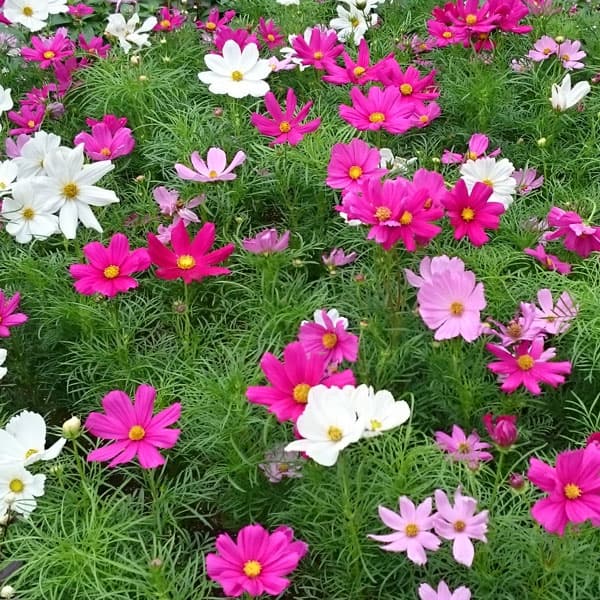 草花の苗/[25年9月中下旬予約]コスモス：ソナタミックス3.5号ポットのサムネイル