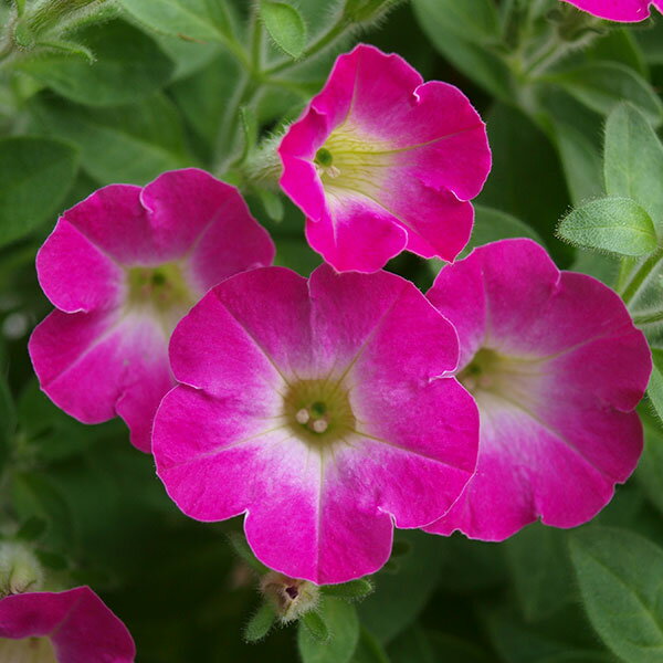 草花の苗/[26年3月中下旬予約]...