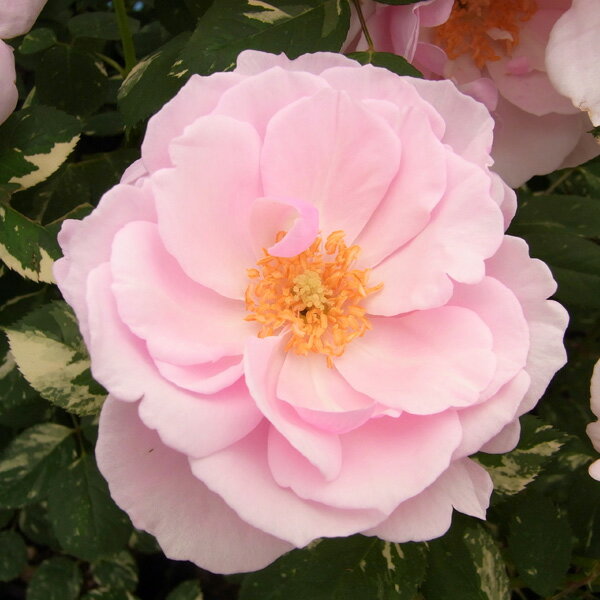 珍しい斑入り葉のバラバラの苗/[送料無料][26年4月上旬予約]ハイブリッドティー：ヘルシューレン新苗バラとしては珍しく、濃緑色の葉に不規則にクリーム色の斑が入る品種です。明るいピンク色の花との調和が見事で、花付き・香りも良いです。横張り気味の樹形でコンパクトにまとまり、花枝も比較的短め。耐寒性に優れているので寒冷地の方におすすめです。※夏場に一旦斑が消えますが、秋・または翌春に斑入り葉が出てきます。花色淡いピンク樹高1m前後花径約9cm花形フリル弁抱え咲き樹形半横張り性香り強香栽培方法：よく日の当たる場所を選び、植え穴を深く掘り、元肥として腐葉土や乾燥鶏糞をまぜた土を入れ、根が肥料に触れないように植え付けてください。接ぎ木部分は地面の上に出して植付け、支柱を立てます。株周りはわらなどでマルチングします。追肥は芽の伸長にあわせて、株周りに何回かにわけて行ってください。3月から11月はうどん粉病やアブラムシなどがよく発生しますので、薬剤で防除してください。剪定は12月から1月に行います。栽培方法はバラの植え方とお手入れをご覧ください。お届けする苗木はポット植えの接木新苗です。新苗は秋〜冬に接木された1年苗です。写真は成長・開花時のイメージですが、お届けの際はまだ苗です。花色・花形は気候生育環境により表示の写真と異なる場合があります。また、植えつけた初年や株の充実度の弱いものは、花弁数が少なく花形も変化します。■この商品は第二配送センターよりお届けします。下記サービスについてはお受けできません。・メッセージカード・栽培ガイドの添付・ラッピング・時間帯指定は地域によりご指定がお受けできない場合があります・配送業者の指定■お届け地域について　・商品の性質上、輸送日数等の関係で沖縄、離島へのお届けはできません。その他の地域は送料無料でお届けします。■4月上旬頃のお届けの予約販売です。・注文締切日：2026年3月30日（月）午前7時・別々のご注文をおまとめすることはできません。送料はそれぞれにかかります。・お届け日は3月31日以降にメールでご案内します。お届け日指定はお受けできませんが、曜日・時間帯指定は承ります。（受信できるアドレスでご注文ください）・品種によりお届け時期の変更や、お届けできなくなる場合があります。[送料無料][26年4月上旬予約]ハイブリッドティー：ヘルシューレン新苗の栽培ガイドバラの植え方とお手入れ（モダンローズ）11月のバラのお手入れ10月のバラのお手入れ9月のバラのお手入れ8月のバラのお手入れ7月のバラのお手入れ12月のバラのお手入れ3月のバラのお手入れ5月のバラのお手入れバラの植え方とお手入れバラの苗の規格について