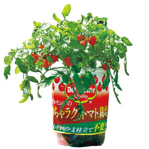 野菜の苗/[22年5月中下旬予約]めちゃラク！トマト栽培セット