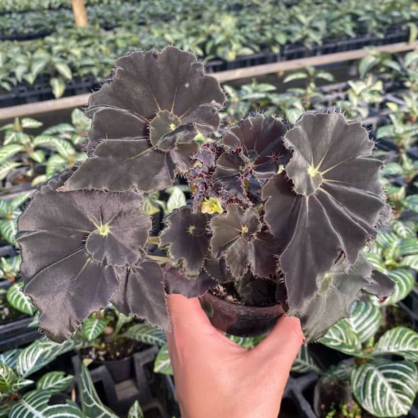 楽天市場】スベゴニアの通販