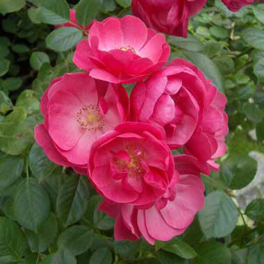 バラの苗/[送料無料][26年4月上旬予約]つるバラ：アンジェラ新苗