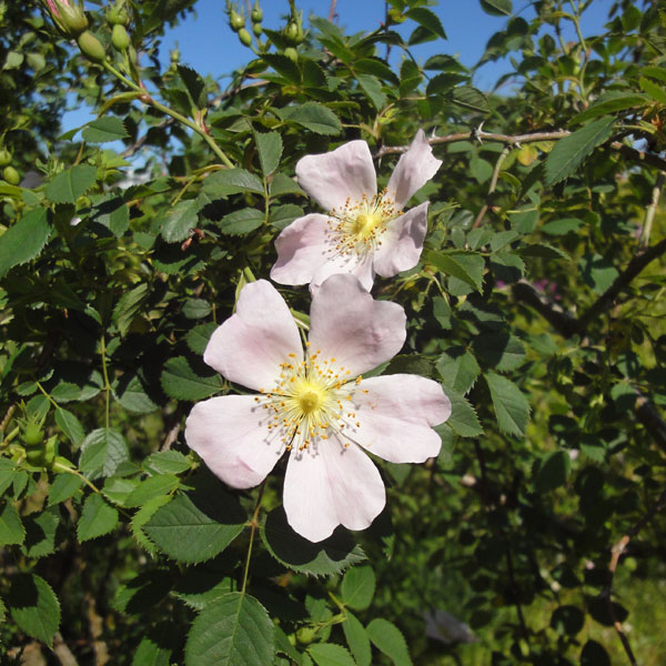 バラの苗/[送料無料][26年4月上旬予約]オールドローズ：ロサ カニナ（ドッグローズ）新苗(バラ)