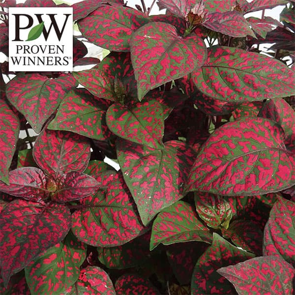 草花の苗/[26年4月下旬予約]ガーデンヒポエステス・ピッピ・レッド3号ポット