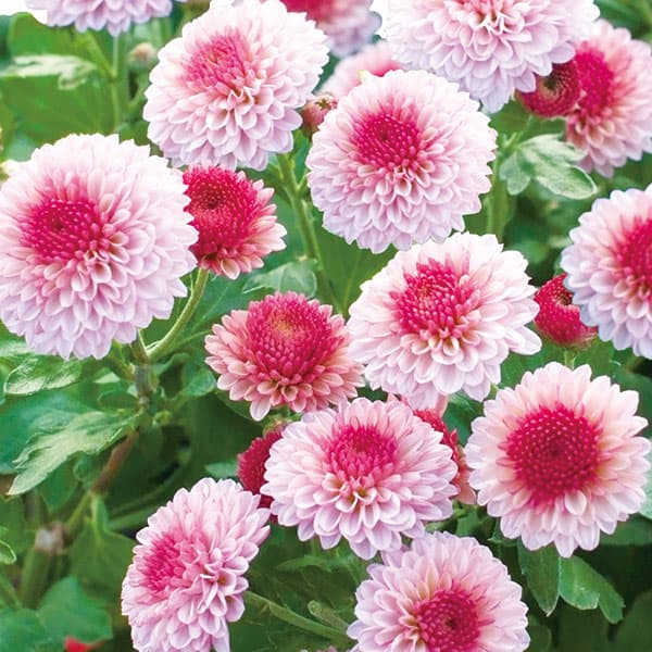 草花の苗/[26年4月上旬予約]キク（菊）：ポンポン菊ラブベリー2.5号ポット