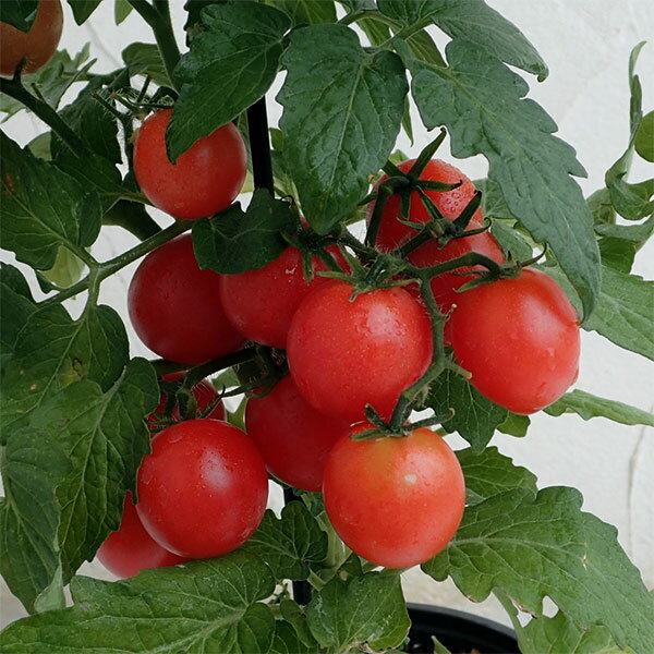 野菜の苗/[26年4月上旬予約]ミニトマト：ピンキー自根苗3.5号ポット