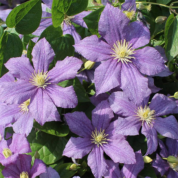 クレマチスの苗/[25年10月中下旬予約]クレマチス：ジュエリーローズ4号ロングポットのサムネイル