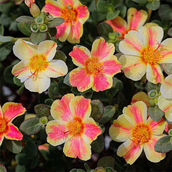 草花の苗/[26年4月下旬予約]ポーチュラカ：ラブリーサマー ピーチイエロー3号ポット