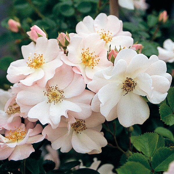 バラの苗/[送料無料][26年4月下旬予約]つるバラ：伽羅奢（がらしゃ）新苗