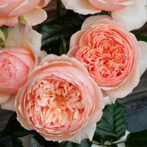 バラの苗/[送料無料][26年4月下旬予約]シュラブローズ（バラ）：真宙（まそら）新苗4号ポット