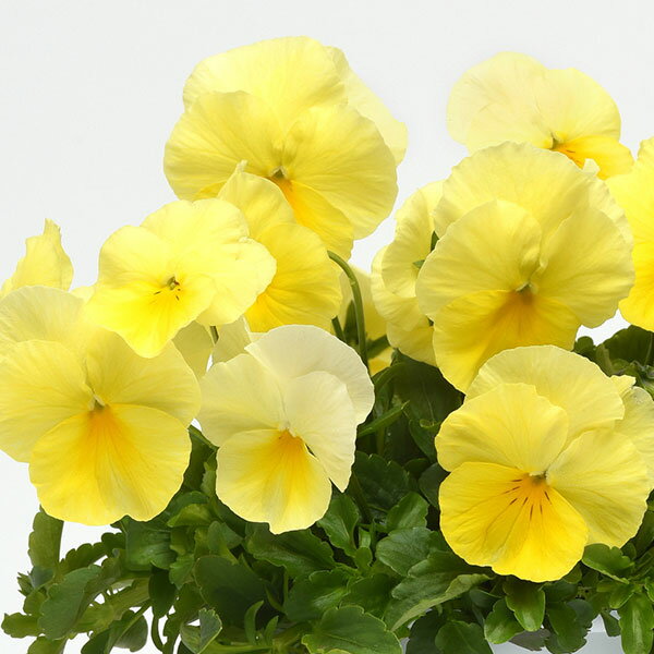 草花の苗/[送料無料][25年10...