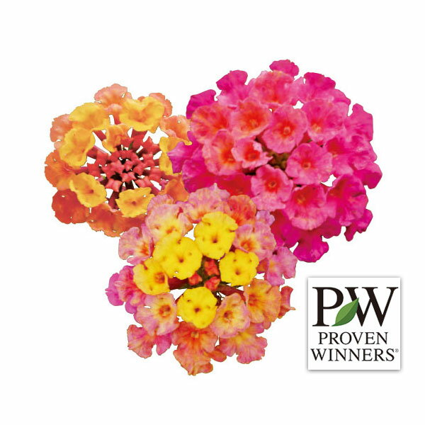 草花の苗/[26年4月下旬予約]スーパーランタナ：トロピカルサンセット3号ポット