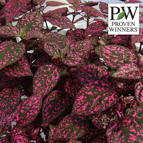 草花の苗/[26年4月下旬予約]ガーデンヒポエステス・ピッピ・ローズ3号ポット