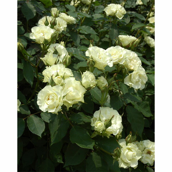 バラの苗/[送料無料][26年4月上旬予約]四季咲中輪バラ：緑光（りょっこう）新苗