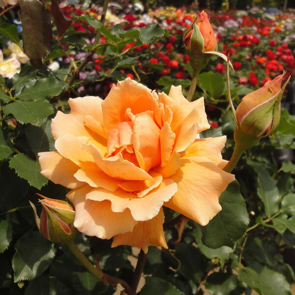 バラの苗/[送料無料][26年4月上旬予約]ハイブリッドティー：ジャストジョーイ新苗