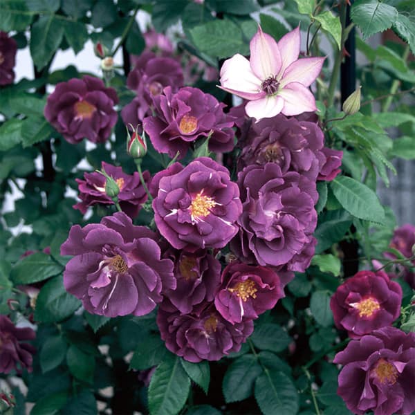 バラの苗/[送料無料][26年4月下旬予約]シュラブローズ：ラプソディ・イン・ブルー新苗