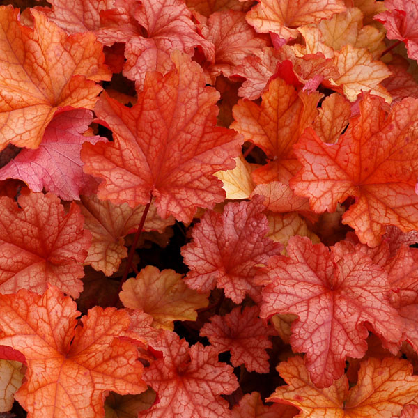 草花の苗/[25年9月中下旬予約]...