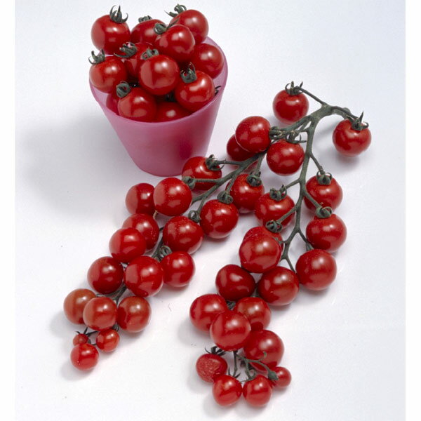 ��ڤ���/[26ǯ4����ͽ��]�ߥ˥ȥޥ���̡ʥ����˼�����3��ݥå�