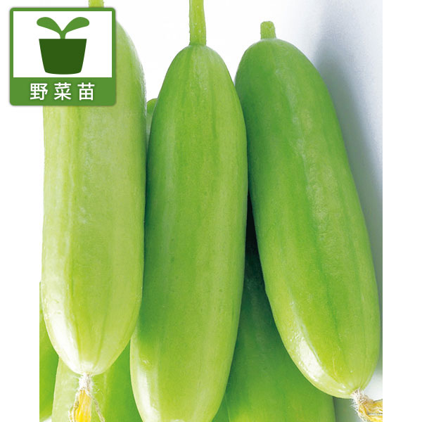 野菜の苗/[26年4月下旬予約]キュウリ：かってに元気ホワイトグリーンカクテル3号ポット