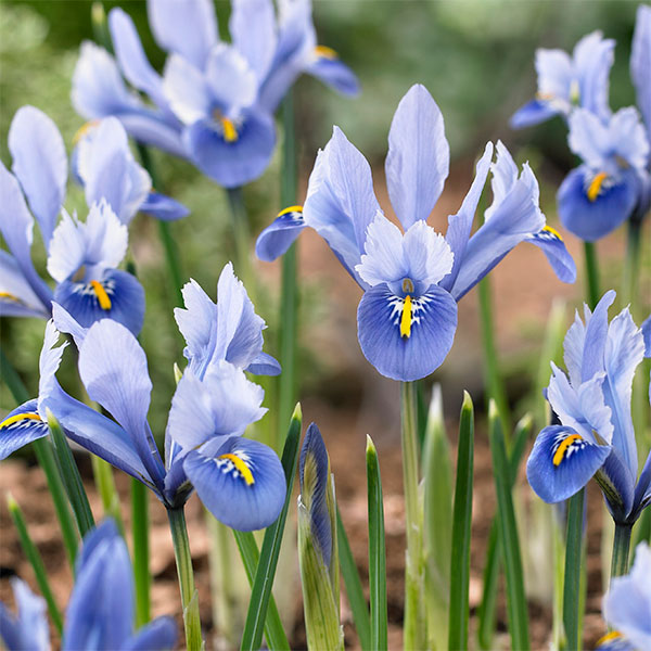 球根/[25年9月中下旬予約]アイリス： レティキュラータ アリダ5球入りのサムネイル