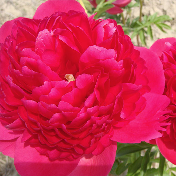 鮮やかな大輪芳香種 花持ちよく切り花にも最適 豪華な花を咲かせる芍薬草花の苗/[26年10月中下旬予約]シャクヤク（芍薬）：コマンドパフォーマンス4号ポット豪華な花を咲かせる芍薬です。庭植えが最適で、毎年株が大きくなって花数が増えていきます。鉢植えで楽しむ場合は根がよく張れるように10号（直径30センチ）以上の大鉢に植え込んでください。冬季は地上部がない状態になります。地中で発芽準備をしていますので、お届け後は根を傷つけないように、なるべく早くポットから植え替えてください。学名Paeonia Lactifloraタイプボタン科ボタン属の耐寒性宿根草草丈50〜60cm開花期5〜6月植え付け適期11月〜5月（寒冷地では厳冬期の植付けは避けてください）用途庭植え、鉢植え日照日向むき栽培方法：日当たりと水はけのよい場所を選んで深めに穴を掘り、元肥として堆肥や腐葉土を混ぜ込んで植え付けます。時々水をたっぷり与えますが、盛夏は過湿にならないよう気をつけてください。春の芽が出始めたときと花が終わった後に追肥をします。植付け後数年間は植え替えずに育てると株が大きくなり、花数が増えて豪華になります。4〜5年に1回は堀りあげ、株の更新をかねて株分けしてください。4号（直径約12cm）ポット植えです。ポットの形状や色は写真と異なる場合があります。写真は成長時(開花時)のイメージです。■10月中旬〜10月下旬頃のお届けの予約販売です。・出荷開始予定：2026年10月中旬〜・注文締切日：2026年10月12日（月）午前7時まで・「10月中下旬予約」カテゴリ以外の商品とはご一緒にご注文いただけません。（商品名の頭に「[26年10月中下旬予約]」が付いている商品となります）・ご注文同士をおまとめすることはできません。送料はそれぞれにかかります。・お届け日のご案内は2026年10月13日（火）以降にメールにてお知らせします。お届け日指定はお受けできませんが、曜日や時間帯のご指定は承ります。（受信できるアドレスにてご注文お願いします。）・品種・作柄によりお届け時期が変更になったり、お届けできなくなる場合がございます。