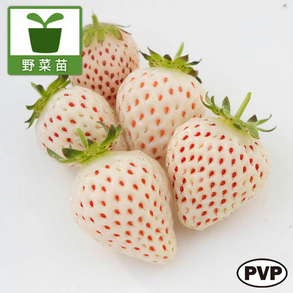 野菜の苗/[26年3月中下旬予約]イチゴ（四季成り）：天使のいちご (R)エンジェルエイト（AE）(PVP)3号ポット 6株セット