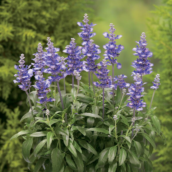 草花の苗/[24年4月下旬予約]サルビア：アトランティック・バイカラー3号ポットのサムネイル