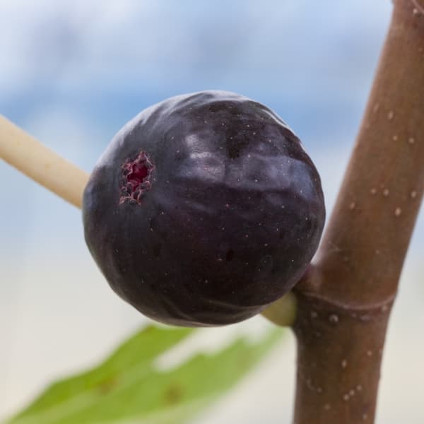 果樹の苗/[26年3月中下旬予約]イチジク：サルタン3号ポット